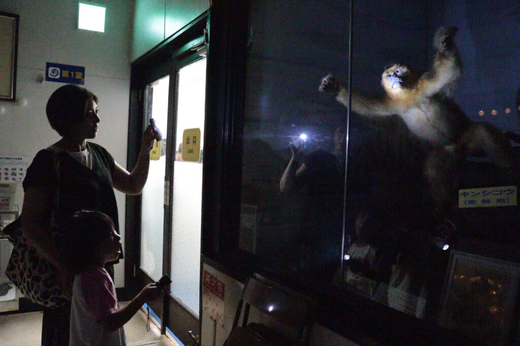懐中電灯に照らされ、暗闇に浮かび上がるキンシコウのはく製