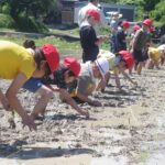 田植えを体験する鶴山小の児童たち=岡山県津山市で