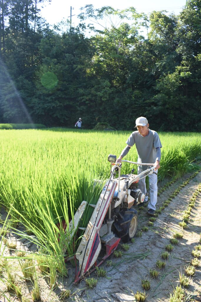 暑さの中での刈り取り作業