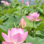 楚々と咲くハスの花=岡山県久米南、「宮地やすらぎの里」で