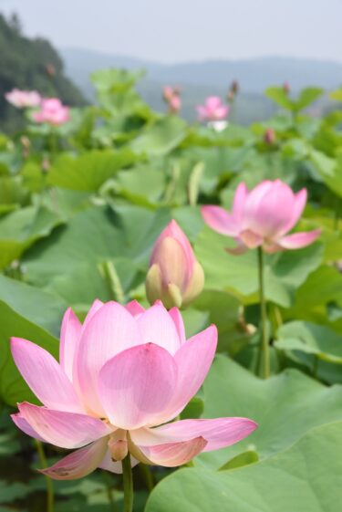 楚々と咲くハスの花=岡山県久米南、「宮地やすらぎの里」で