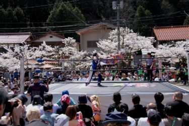満開の桜並木を背に開かれたがいせん桜プロレス＝岡山県新庄村で