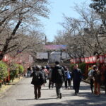 桜のつぼみが膨らみ始めた津山城=2024年3月27日午前11時39分