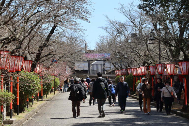 桜のつぼみが膨らみ始めた津山城=2024年3月27日午前11時39分