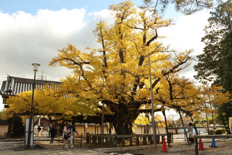 見ごろを迎えた誕生寺の逆木イチョウ