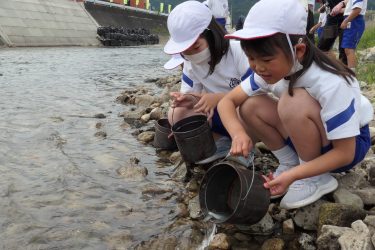 アユの稚魚放流