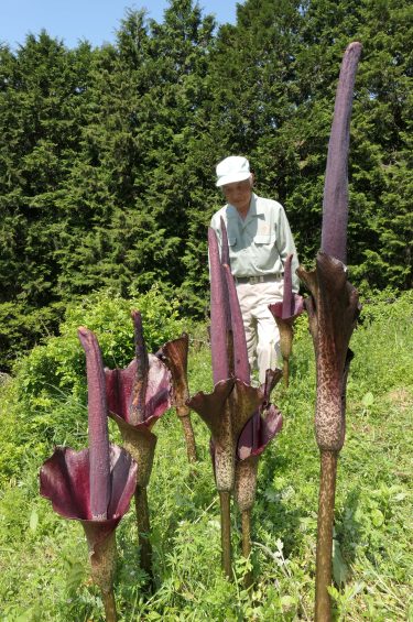 山奥の畑 コンニャクの花