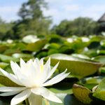 水面に純白の花を咲かせるスイレン