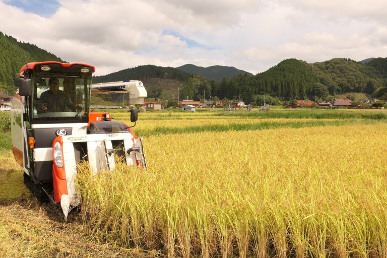 黄金色に色づく田んぼ しっかり育った 特産もち米「ヒメノモチ」収穫