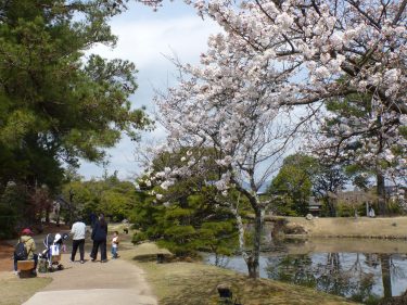 衆楽園　咲き誇る桜