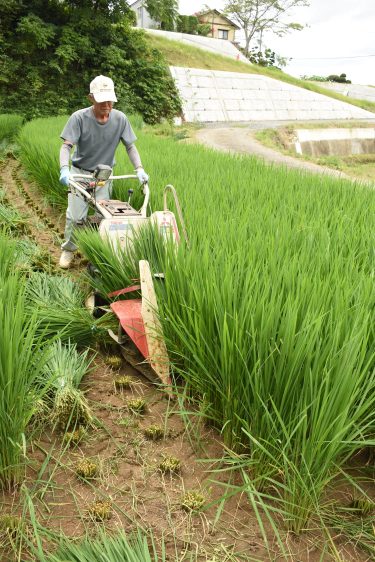 穂が出る前に稲を収穫する「青刈り」始まる