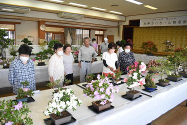 第49回「高野さつき・山野草祭」