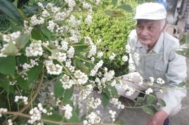 秋風に揺れるシロシキブ