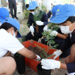 ヒノキの苗木を植えていく加茂小4年の児童たち