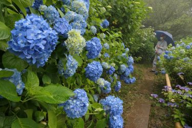 梅雨空に映える　色とりどりのアジサイ色づき始める　「花の山寺」／岡山・真庭市