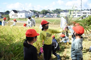 鶴山小２年生　稲刈り体験