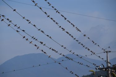 驚きの光景　ツバメの大群が電線にぎっしり　自然界で何かが起こっている／岡山・津山市　