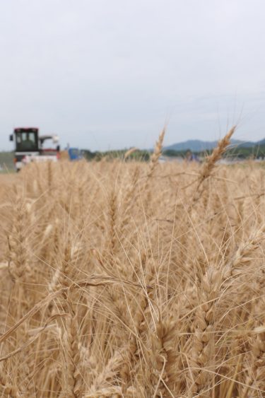 津山市 小麦収穫