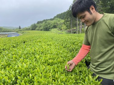 真庭市 富原地区 新茶収穫最盛期