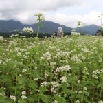 蒜山三座に映えるソバの花