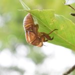 葉裏に残ったセミの抜け殻＝グリーンヒルズ津山で