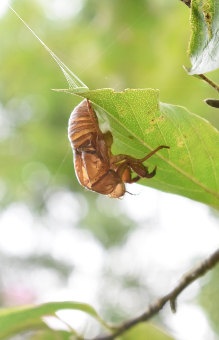 葉裏に残ったセミの抜け殻＝グリーンヒルズ津山で