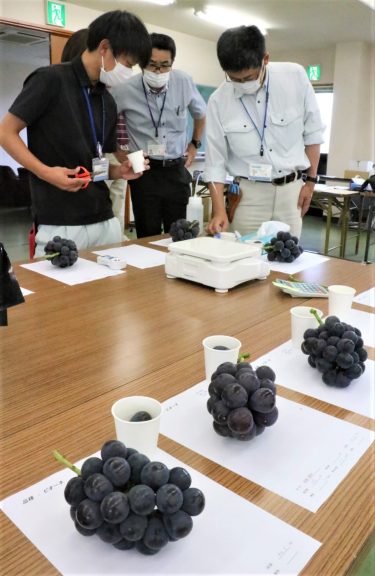 ピオーネなど露地物ブドウの査定会開催