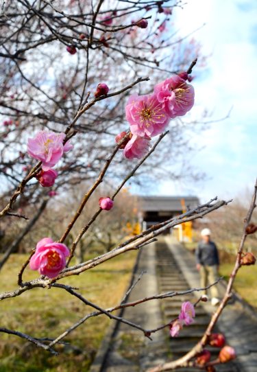 梅の花がほころび始め　春の訪れを告げる／岡山・津山市