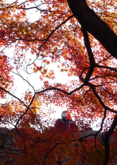 鶴山公園（岡山県津山市）　紅葉見ごろ