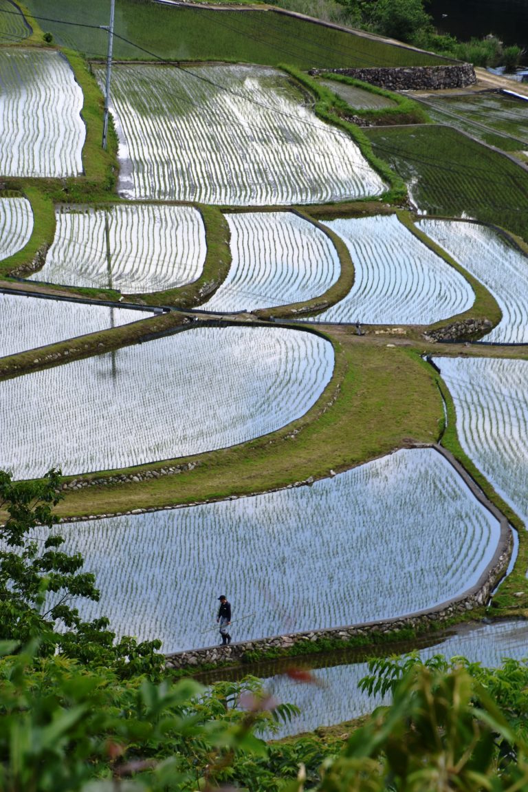 田植え