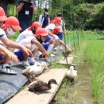 ヒナを放す新野小５年生