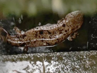 オオサンショウウオ　用水路で見つかる