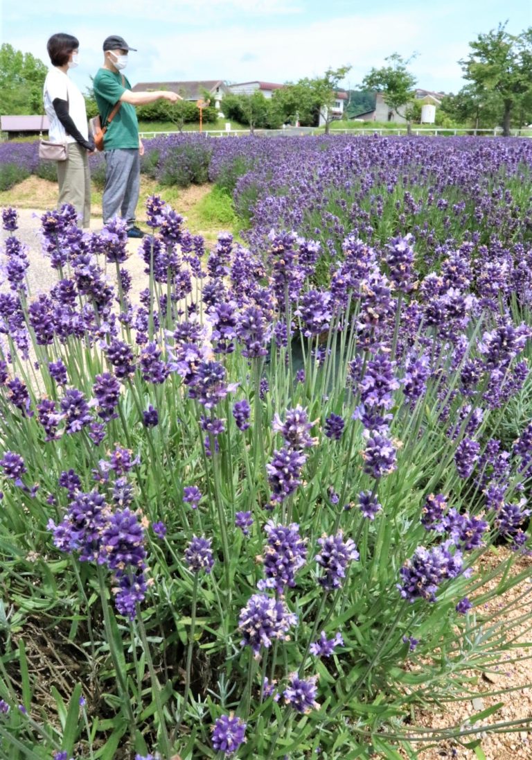 園内を青紫に彩るラベンダーの花＝まきばの館で