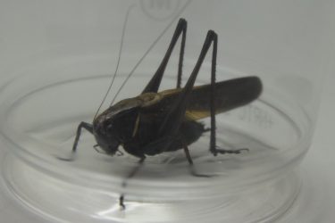 黒いバッタ