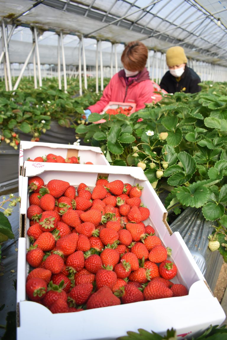 「まほらファーム」イチゴ収穫最盛期
