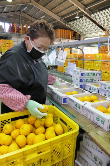 岡山県内最大のユズの産地・久米南町　収穫が最盛期