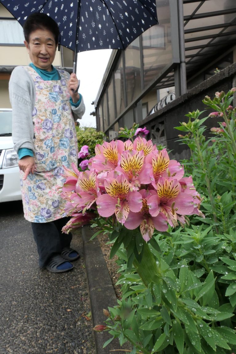 中島さん宅の花壇で咲いた元気なアルストロメリア