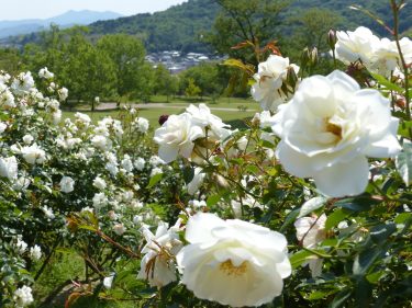 岡山県津山市 グリーンヒルズ バラ花見