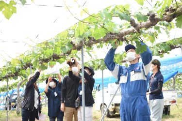 岡山県津山市 「つやま援農塾」ピオーネ部門　基礎と実践講座初回