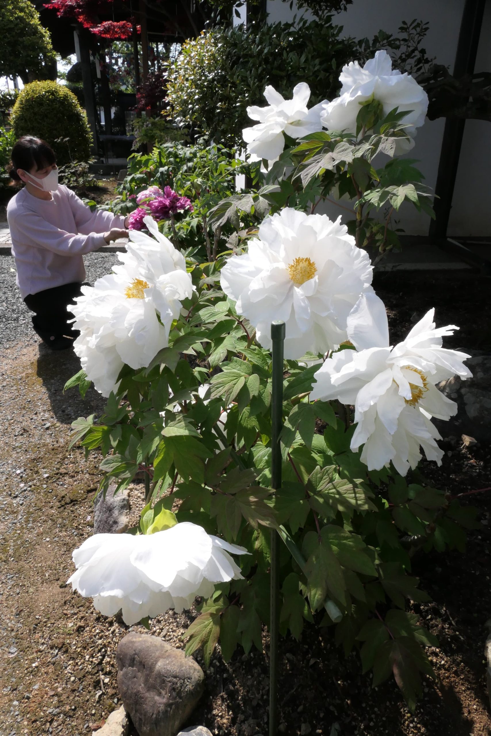 境内を彩るボタンの花々