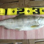 櫛田さんが釣り上げた38センチの大アマゴ
