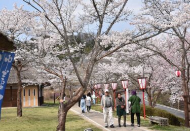 三休公園のソメイヨシノ、満開／岡山・美咲町