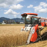 「せときらら」の収穫作業＝岡山県津山市で
