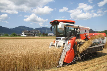 「せときらら」の収穫作業＝岡山県津山市で