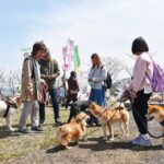 満開の桜をめでながら交流を深める愛犬家たち=岡山県津山市で