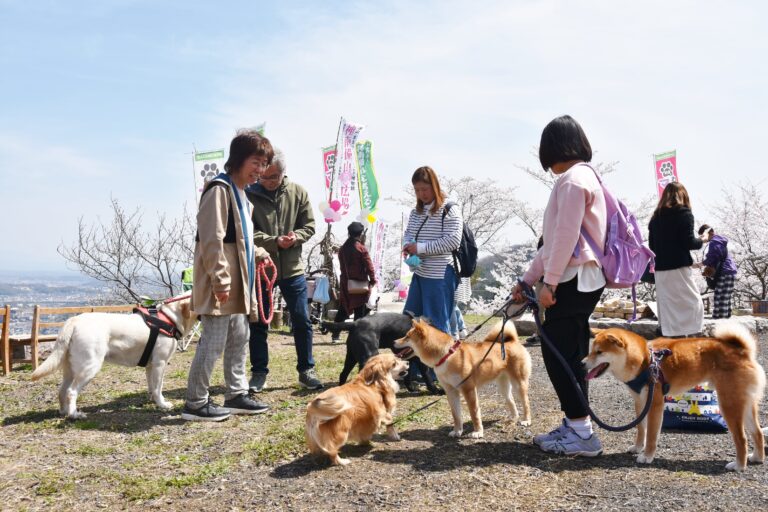 満開の桜をめでながら交流を深める愛犬家たち=岡山県津山市で