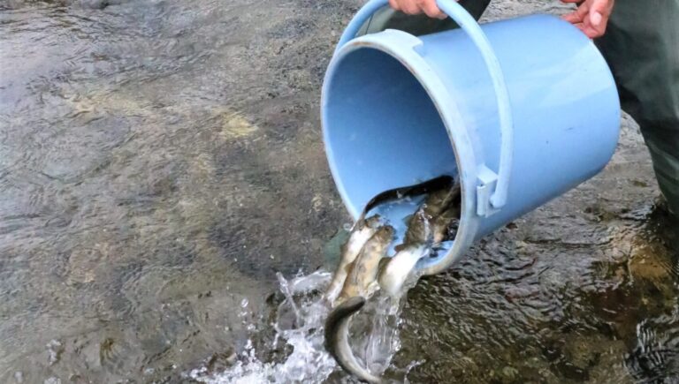 アマゴの成魚を放流する組合員=岡山県津山市、横野川で