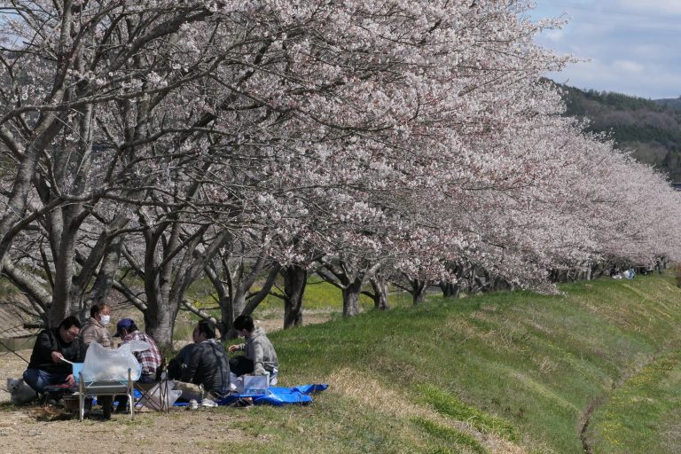 満開を迎えた久米川の桜並木