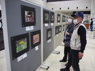 作州野鳥の会 写真展