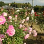 園内に咲き誇る秋バラ=岡山県津山市で